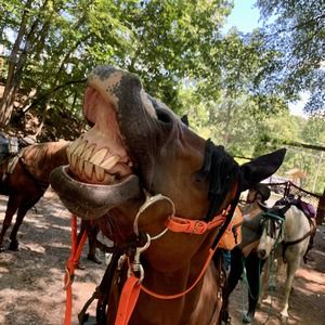 Meet your Posher, Joanie